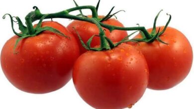 دور الطماطم في الحماية من سرطان الجلد