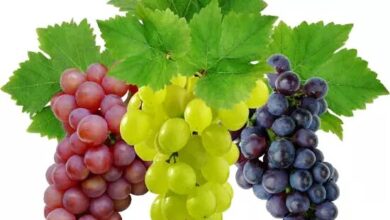 فوائد العنب في الحماية من سرطان القولون