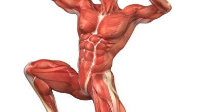 الجهاز العضلي في جسم الانسان