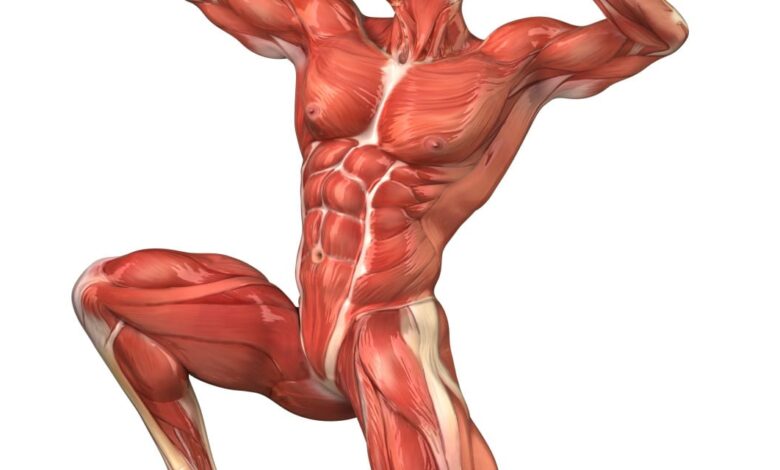 الجهاز العضلي في جسم الانسان