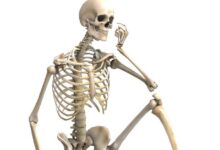 انواع العظام في جسم الانسان