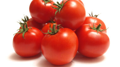 حساسية الطماطم