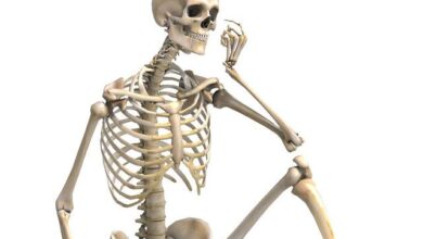 انواع العظام في جسم الانسان