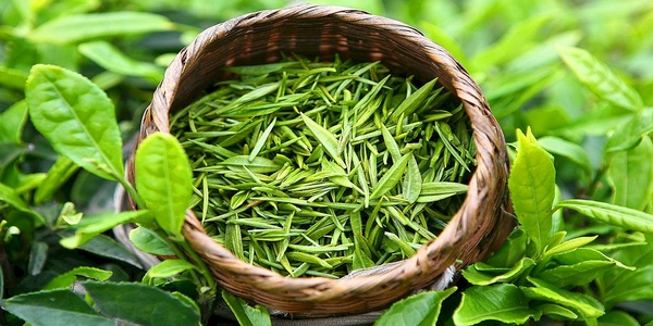 أعشاب الشاي الأخضر