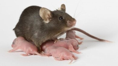 تفسير حلم الفئران